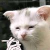 belicat0