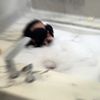 poon_racoon