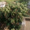 jetha550