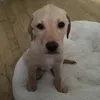 chasethedog2690