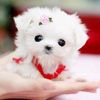 cute_pet
