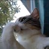_evii_12