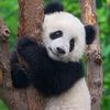 kungfu_pandah