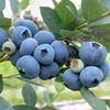 blueberries.peru