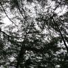 bocahgalau_42