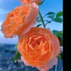 user7848107616516