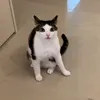 zolooka_