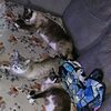 rangelcats17