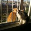 catsthefood