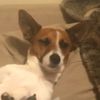 cheifmightbeadog