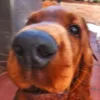 chano._08