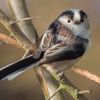 longtailedtit10