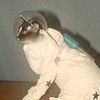 theastronautcat