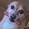 leogold4