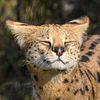 justa_serval