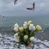 siba_443