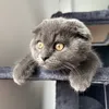 dustin.le.chat