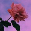 nuray_877