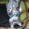 user_kiku