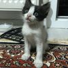 omerkarakartal