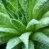 aloevera1694
