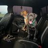 dirtdog_fred