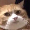 hndbgjah9