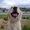 nauticathedog