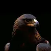 zaha.t