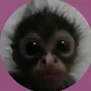 a_miazio
