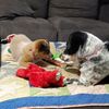 tx_reddog