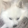 semka_3356