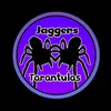 jaggerstarantulas