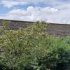 maasbirann