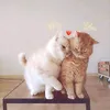 ngocanh_051287