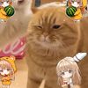 andri_lmole