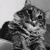 alcecat