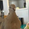 tappybyrd