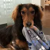 dachshundalfred
