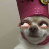 lolathrift.ngg