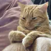 ali_vegancatlady