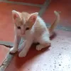 trang_tran36