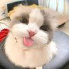 yyomi_