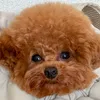 むぎ🍫🧸