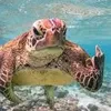 la_tortue_malicieuse