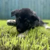 apollo_the_shepherd