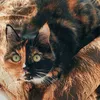 flauschi70