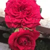 samzzzz0707