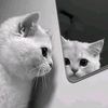 miamireya3