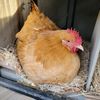 spicychicksfarm